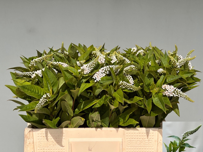 <h4>LYSIM CLETHROIDES</h4>