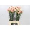 Dianthus St Happy Hoshi