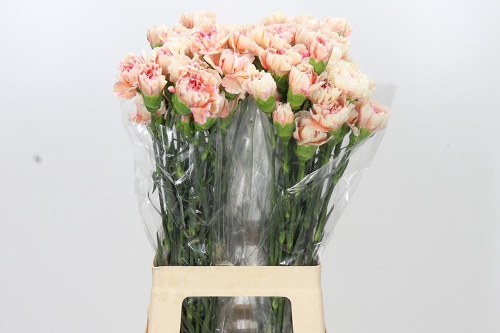 <h4>Dianthus St Happy Hoshi</h4>