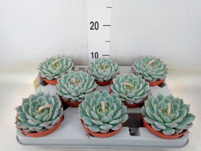 <h4>Echeveria 'Apus'</h4>
