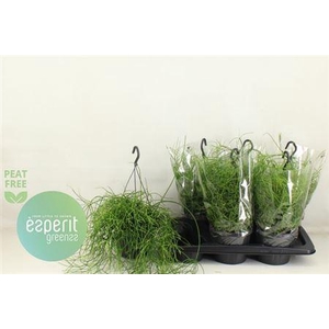 Rhipsalis Ba Oasis