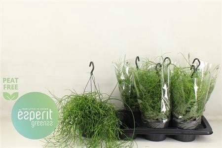 <h4>Rhipsalis Ba Oasis</h4>