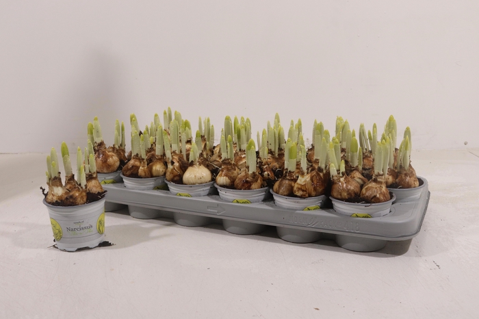 <h4>NARC O TETE A TETE</h4>