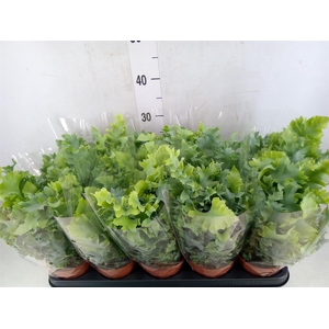 Phlebodium aureum 'Davana'