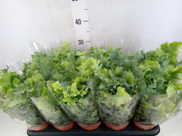 <h4>Phlebodium aureum 'Davana'</h4>
