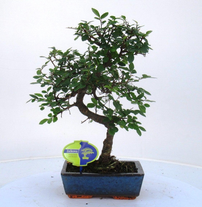 <h4>Zelkova parvifolia, 20cm., shape, without driptray</h4>