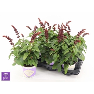 SALVIA  LAKE FLAMING