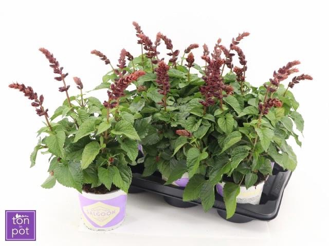 <h4>SALVIA  LAKE FLAMING</h4>