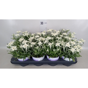 Leontopodium alpinum 'Matterhorn'