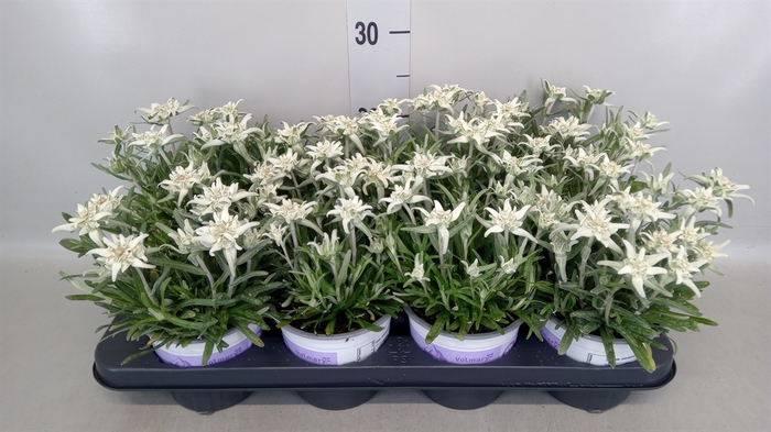 <h4>Leontopodium alpinum 'Matterhorn'</h4>