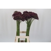 Allium Miami