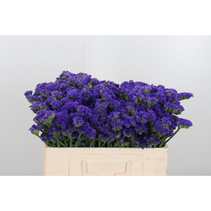 Limonium Crystal Dark Blue