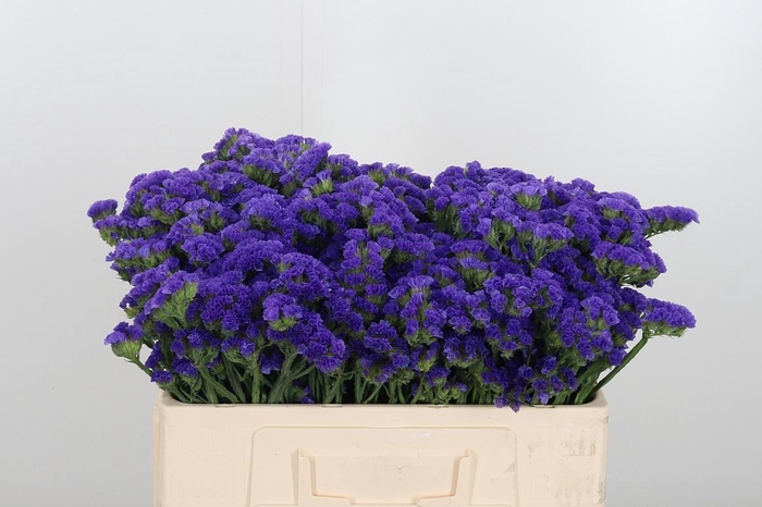 <h4>Limonium Crystal Dark Blue</h4>
