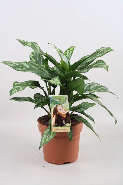 <h4>Aglaonema Maria</h4>