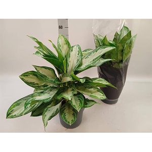 Aglaonema Silver bay 21Ø 50cm 3pp