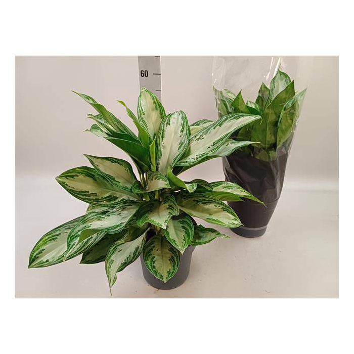 <h4>Aglaonema Silver bay 21Ø 50cm 3pp</h4>