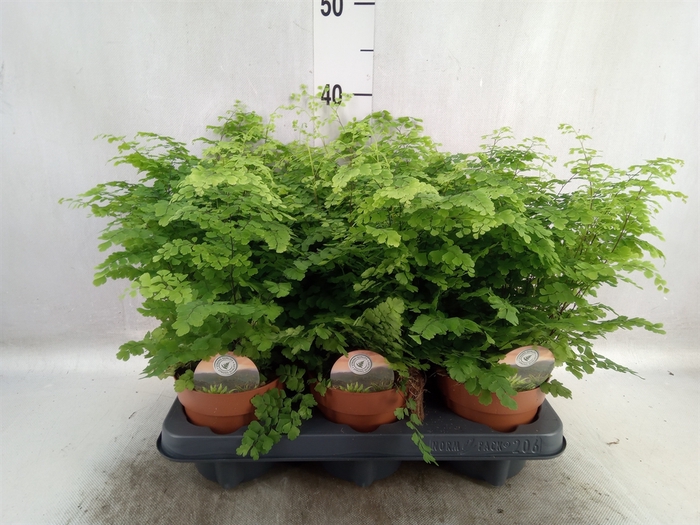 Adiantum raddi. 'Fritz-Luthi'