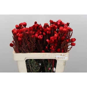 Cape green phaenocoma paint red