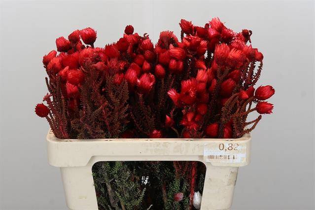 <h4>Cape green phaenocoma paint red</h4>