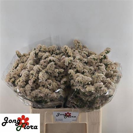 Limonium sinuatum Apricot Sun Birds