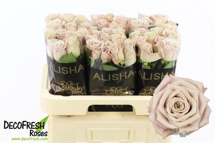 <h4>R Gr Menta Alisha</h4>