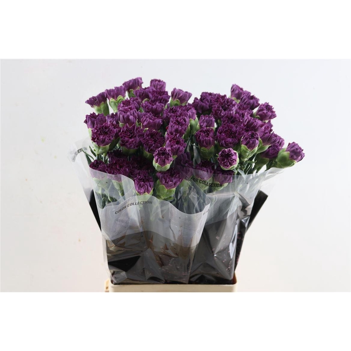 <h4>Di St Extasis</h4>