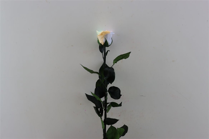 Ro Pres Stem 50cm Rainbow Pastel