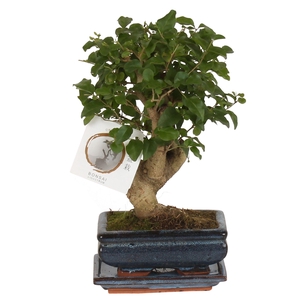 Bonsai 'Ligustrum sin.' in ø15cm Ceramic Ball Shape with Saucer