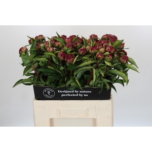 Paeonia Highlight