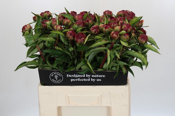 <h4>Paeonia Highlight</h4>