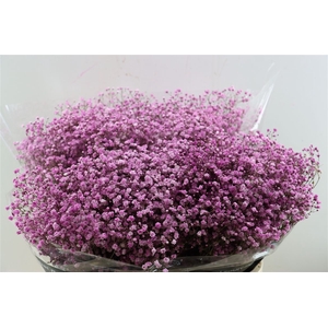 Gyps Pa. Antique Pink