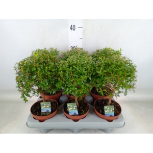 Myrtus communis