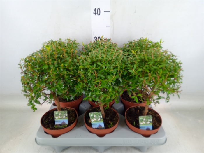 <h4>Myrtus communis</h4>