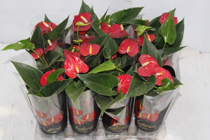 <h4>ANTHURIUM MICRA P07 VERMELHO</h4>