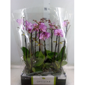Phalaenopsis   ...rose