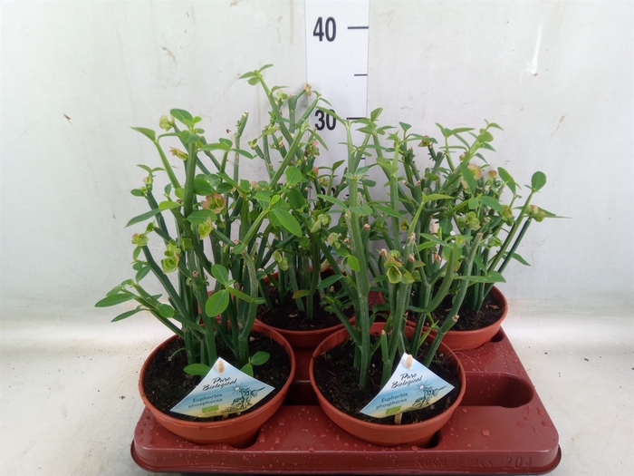 <h4>Euphorbia   ...</h4>
