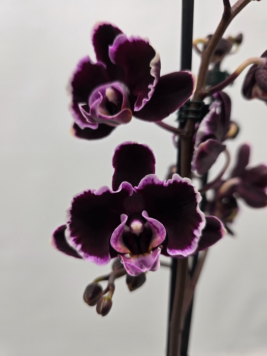 <h4>Limited 47 week 6</h4>