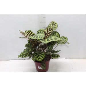 CALATHEA MAKOYAMA P17