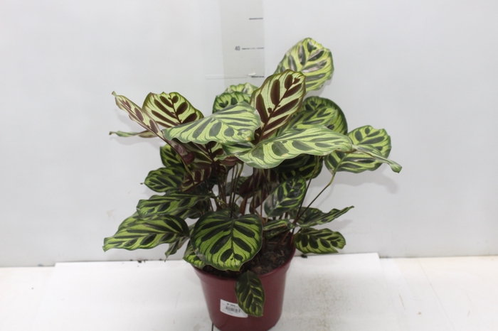 <h4>CALATHEA MAKOYAMA P17</h4>