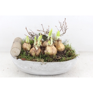 arr4 Narcis JS - Vogel ovaal x3