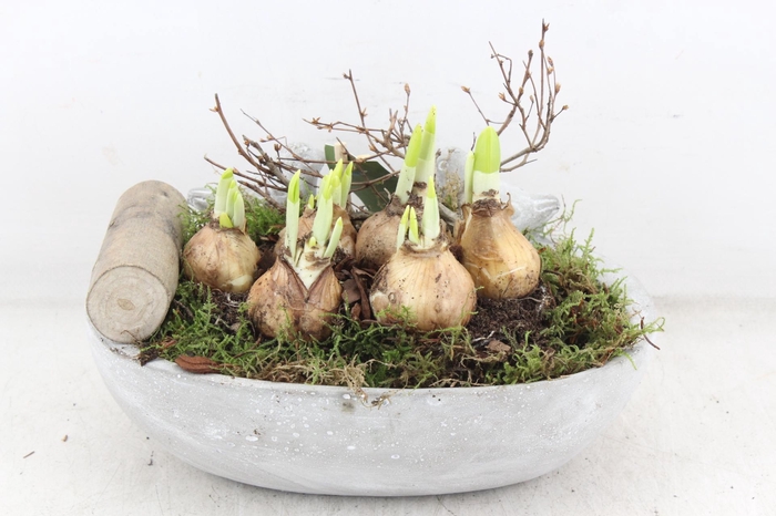 <h4>arr4 Narcis JS - Vogel ovaal x3</h4>