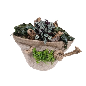 Planten  ..in schaal H%