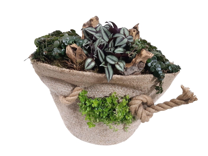 <h4>Planten  ..in schaal H%</h4>