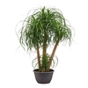 Beaucarnea vertakt 40 cm