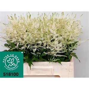 Astilbe Washington 65cm