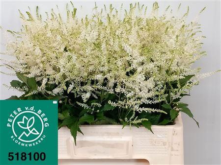 <h4>Astilbe Washington 65cm</h4>