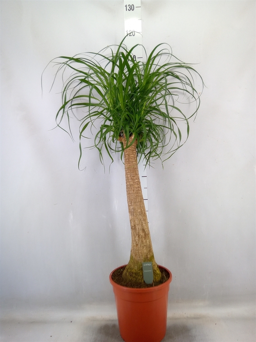 <h4>Beaucarnea recurvata</h4>