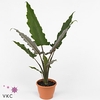 Alocasia lauterbachiana