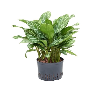 Aglaonema 'Stripes'
