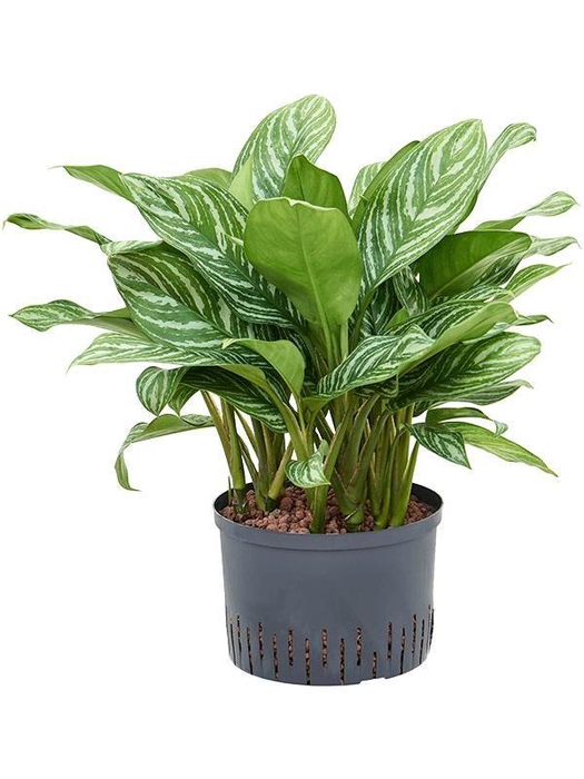 <h4>Aglaonema 'Stripes'</h4>